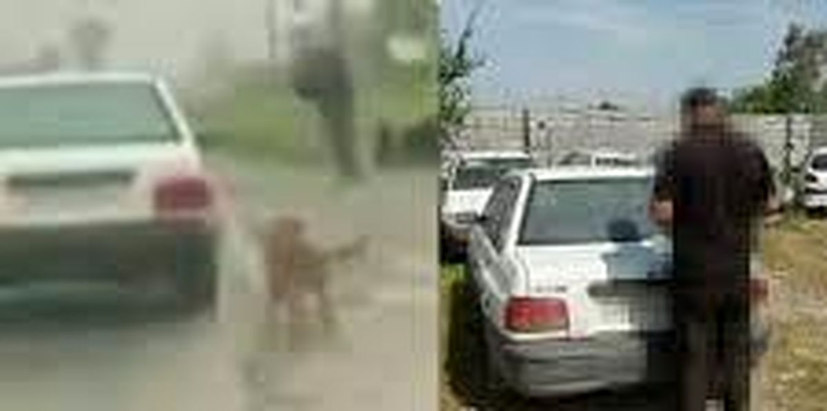 دستگیری عامل حیوان آزاری در بابل