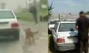 دستگیری عامل حیوان آزاری در بابل