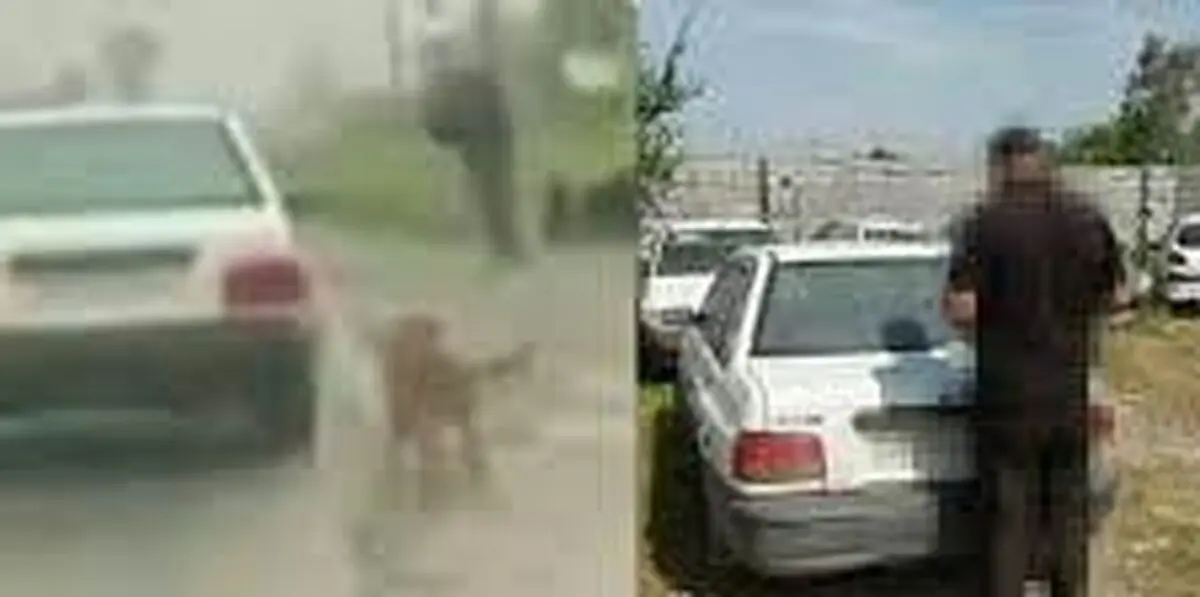 دستگیری عامل حیوان آزاری در بابل