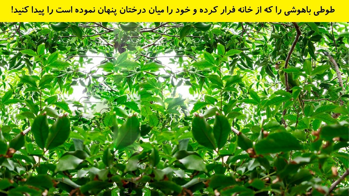 تست بینایی یافتن طوطی فراری باهوش