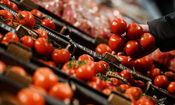 تغییرات فصلی، علت نوسانات قیمت گوجه‌‌ فرنگی/ ویدئو