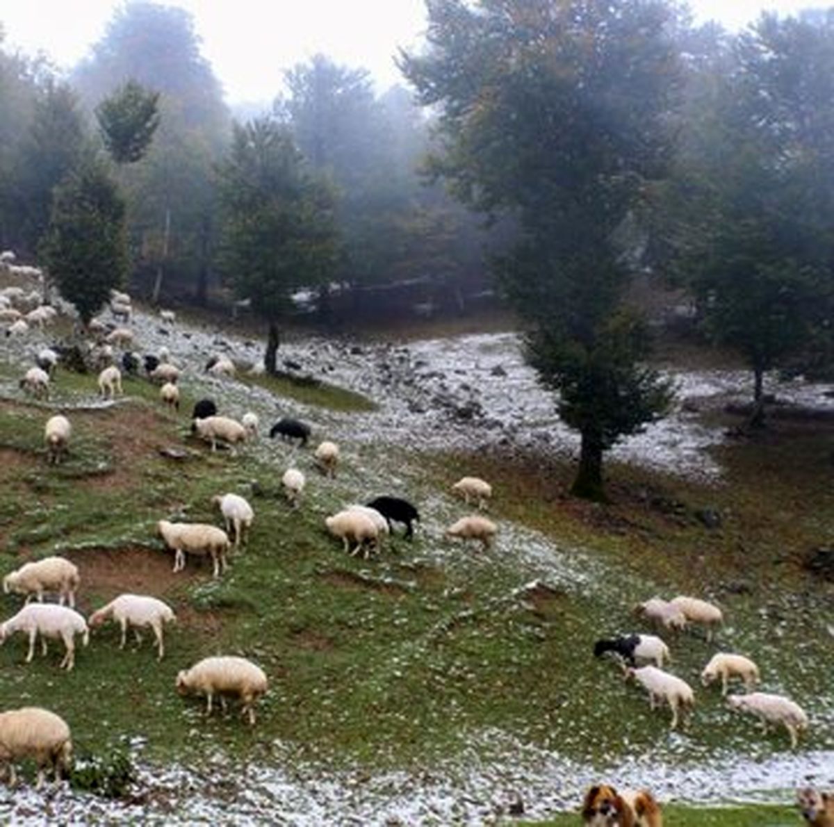 برف ۷۰ سانتی جان دامدار تالشی را حین نجات گوسفندانش گرفت