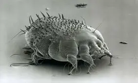 گال چیست؟ انواع گال کدامند؟