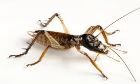 اندازه باورنکردنی و ترسناک سنگین‌ترین حشره جهان