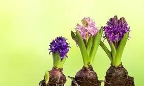 روش نگهداری از پیاز گل سنبل برای سال بعد