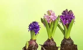 روش نگهداری از پیاز گل سنبل برای سال بعد