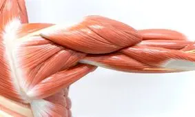 ساخت عضله مصنوعی از پروتئین طبیعی