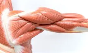 ساخت عضله مصنوعی از پروتئین طبیعی