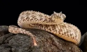 مشاهده یک گونه از سمی‌ترین مارهای جهان در روستای آگره بید