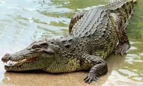 تمساح عصبانی پهپاد مزاحم را قورت داد/ ویدئو

