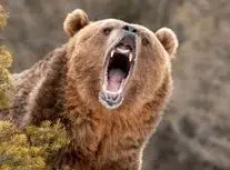  درگیری ترسناک دو خرس به خاطر یک ماهی/ ویدئو 