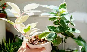 شرایط نگهداری گل هویا 