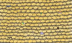 آیا چشمان شما به اندازه کافی تیز هستند که بتوانند ملکه زنبورهای عسل را پیدا کنند؟ 