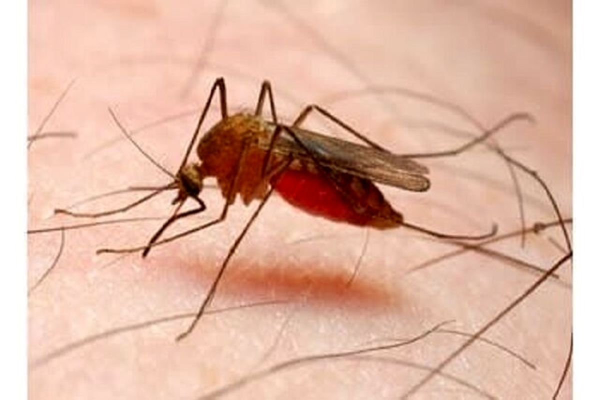 راه های پیشگیری، علائم و عوارض ابتلا به مالاریا/ اینفوگرافیک
