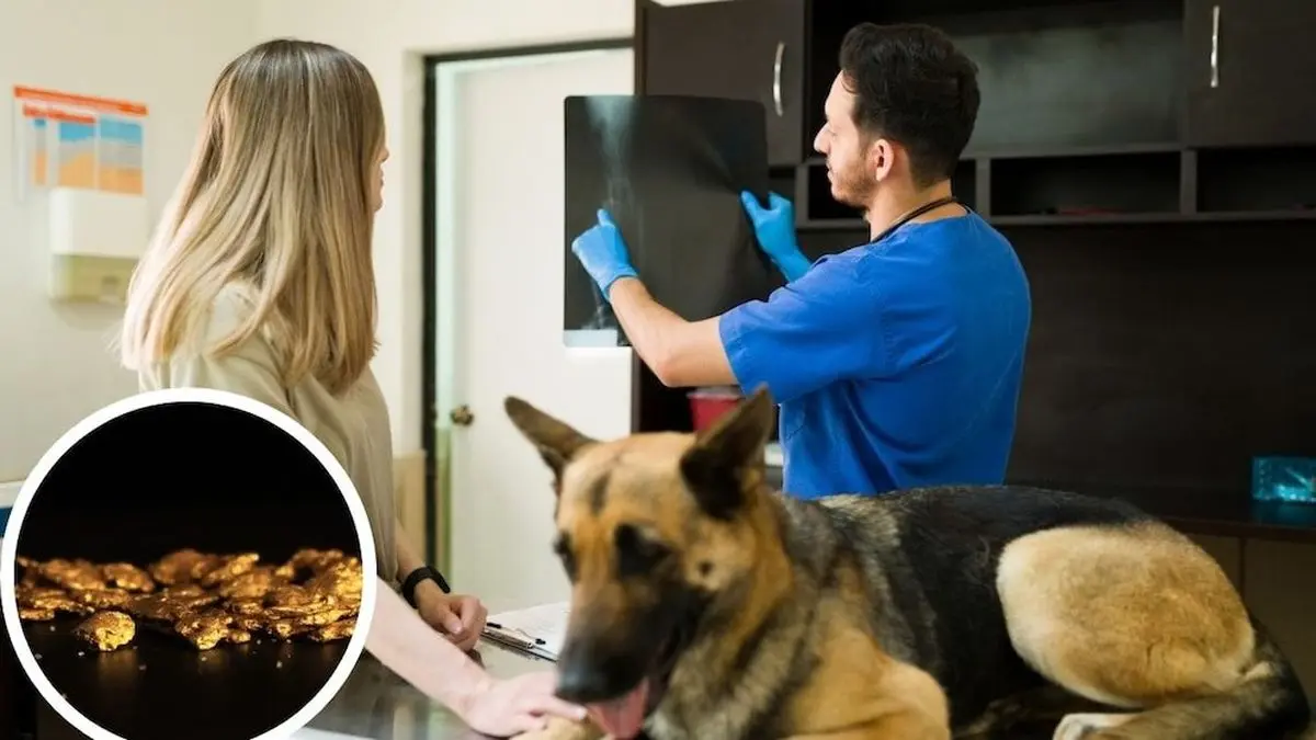 ایمپلنت طلا برای سگ‌ها؛ روش عجیب درمان حیوان خانگی