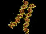 دانشمندان برای اولین‌بار اتصال زیپ‌مانند 2 مولکول DNA را مشاهده کردند/ ویدئو