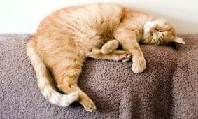 گربه‌ها واقعاً چقدر می‌خوابند؟