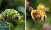 دنیای حشرات و حیوانات با چهره سگ‌ها/ عکس