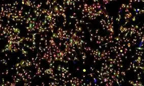 باکتری درمانی، سرطان ریه را بهبود می‌بخشد