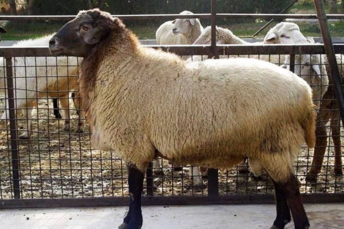 قیمت گوسفند زنده به هر کیلو ۷۰ تا ۷۵ هزار تومان رسید