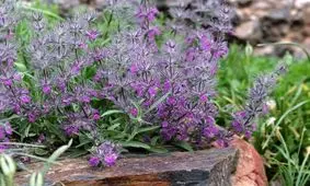 به جای چای این دمنوش را بخورید