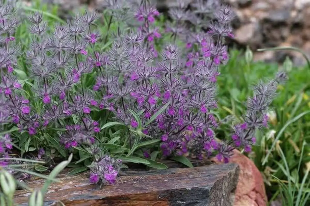 به جای چای این دمنوش را بخورید