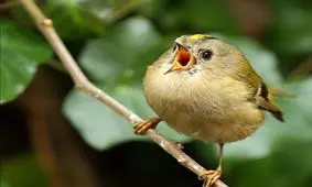 پرندگان ایرانی؛ بازیچه شیوخ عرب