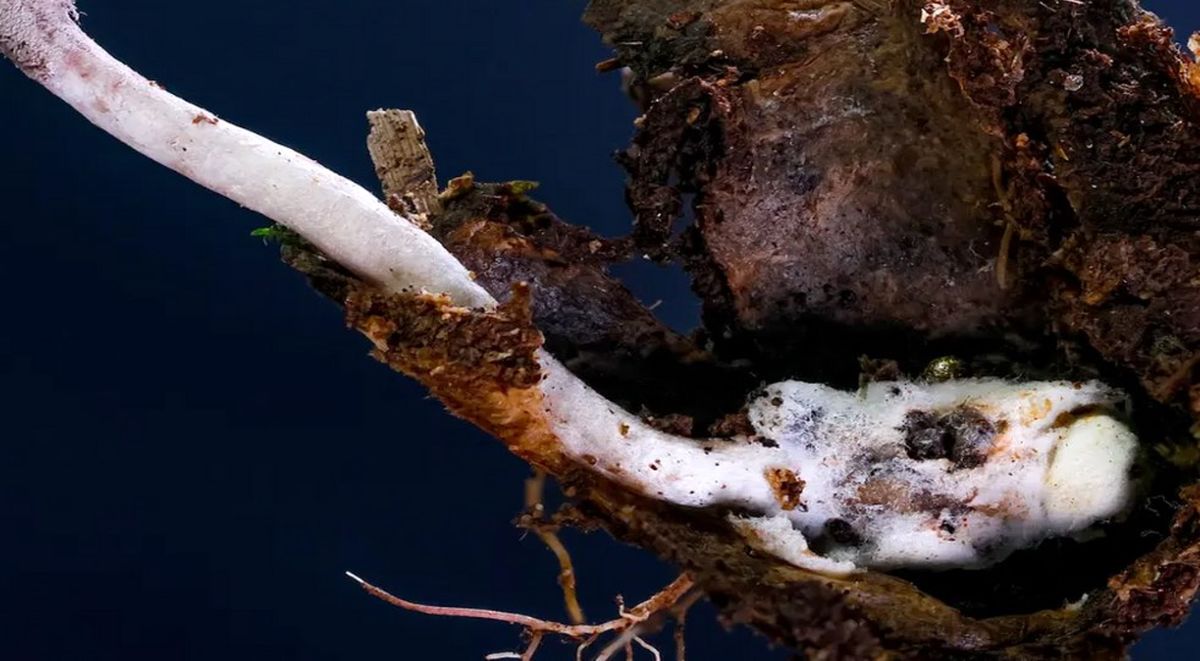 کشف قارچ عنکبوت‌کُش در جنگل‌های برزیل