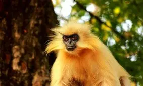 حیوان عجیبی که از انسان‌ها متنفر است