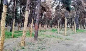 ادامه قطع درختان در تهران: درختان سرخه حصار هم از شهرداری ضربدر گرفتند