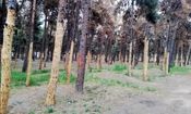 ادامه قطع درختان در تهران: درختان سرخه حصار هم از شهرداری ضربدر گرفتند