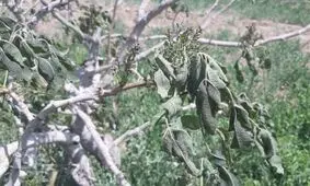احتمال سرمازدگی باغات در غرب کشور