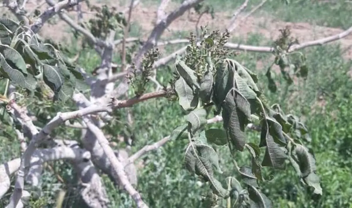 احتمال سرمازدگی باغات در غرب کشور