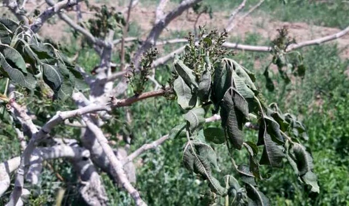 احتمال سرمازدگی باغات در غرب کشور