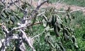 احتمال سرمازدگی باغات در غرب کشور