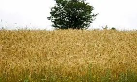 هشدار افزایش دما و وزش باد به کشاورزان/ گندمکاران از آتش زدن کاه و کلش در مزارع اجتناب کنند

