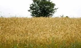هشدار افزایش دما و وزش باد به کشاورزان/ گندمکاران از آتش زدن کاه و کلش در مزارع اجتناب کنند

