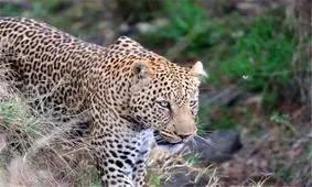 شغالی که قصد شکار یک کبوتر را داشت، توسط پلنگ شکار شد/ ویدئو