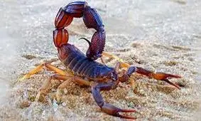 مرگ تلخ کودک روستایی با نیش عقرب