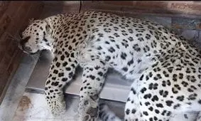  پلنگ قائمشهر چگونه کشته شد؟/ روایت سرپرست اداره کل حفاظت محیط زیست استان مازندران