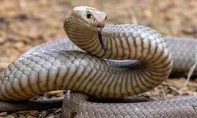 کدام کشور جهان بیشترین انواع «مارهای سمی» را دارد؟
