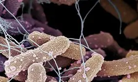 کشف سرنخ‌هایی از بقا در میکروب‌های سرسخت اتاق‌های تمیز ناسا

