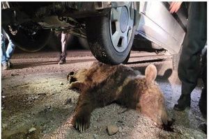 یک قلاده خرس بر اثر تصادف در چهارمحال و بختیاری تلف شد

