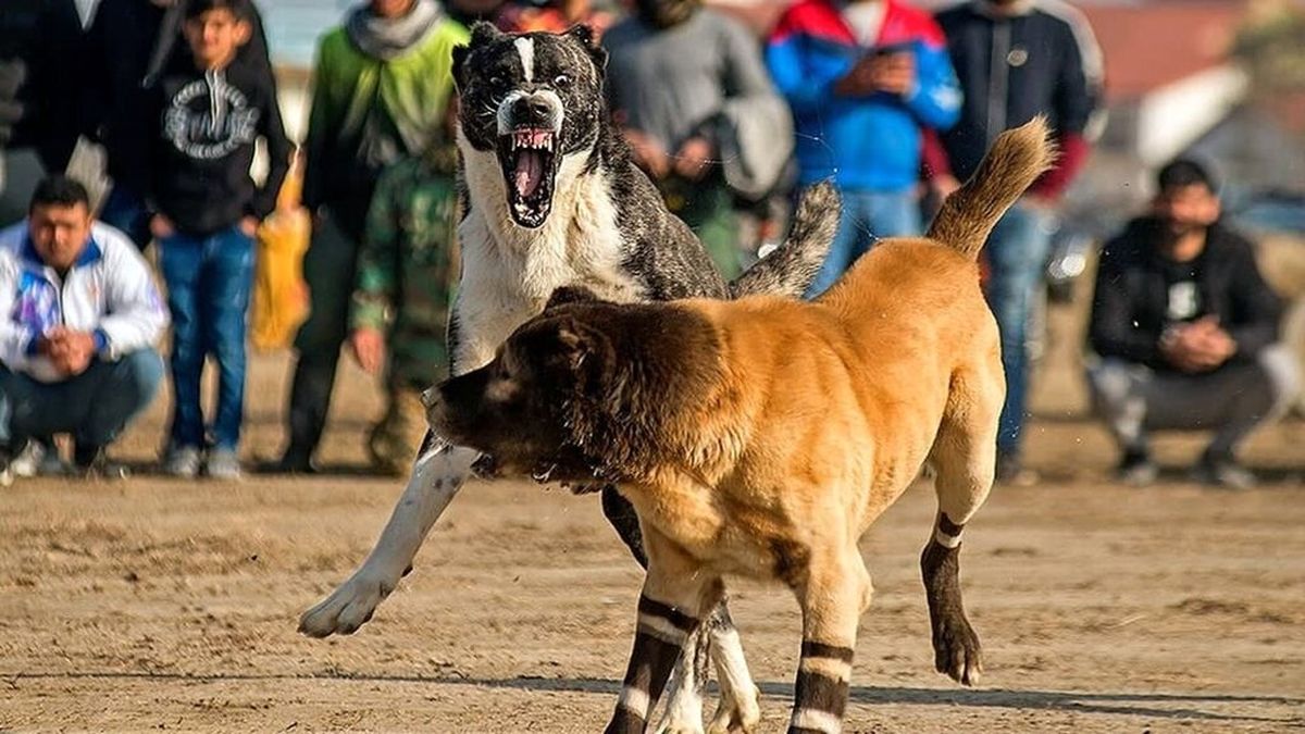 مرگ غم انگیز کودک روستایی هنگام دعوای سگ ها