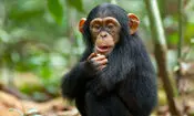 آزمایش جالب محققان نشان داد: میمون‌ها مانند انسان‌ها توانایی تخیل دارند