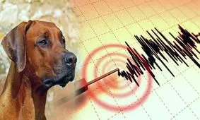 واکنش حیوانات هنگام وقوع زلزله/ ویدئو