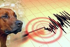 واکنش حیوانات هنگام وقوع زلزله/ ویدئو