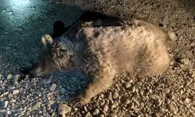 تصادف مرگبار یک خرس قهوه‌ای ماده در جاده‌های شهرستان سرچهان