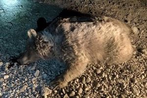 تصادف مرگبار یک خرس قهوهای ماده در جادههای شهرستان سرچهان