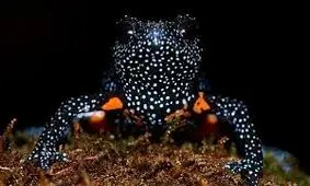 عکاسی از «قورباغه‌های کهکشانی» آنها را به مرز انقراض کشانده است 